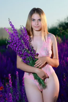 花仙子Dakota Pink – Lavender Fields